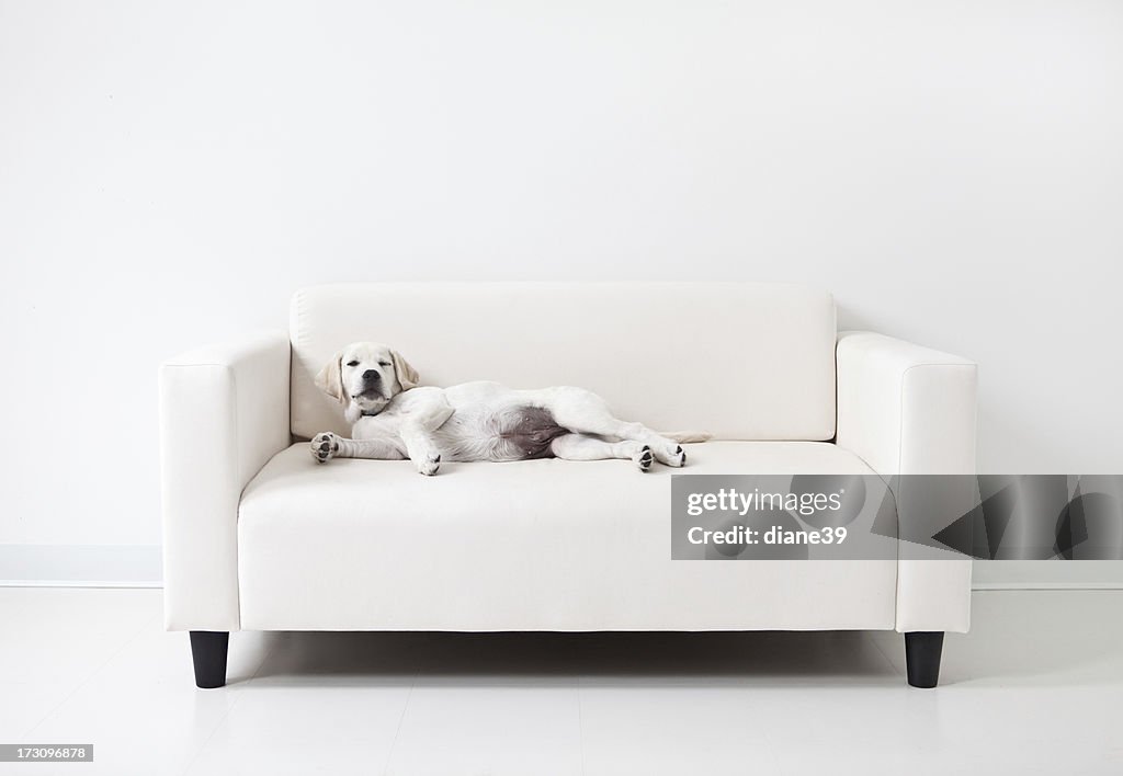 Yellow lab puppy lounging on a white couch