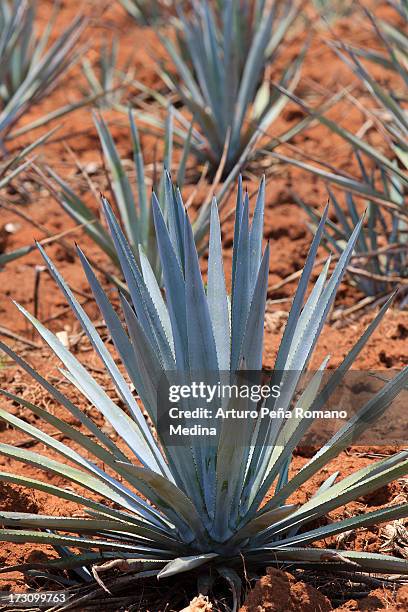 agave - agave azul - fotografias e filmes do acervo