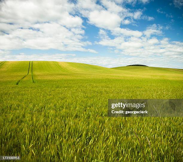 barley field hills - barley stock pictures, royalty-free photos & images