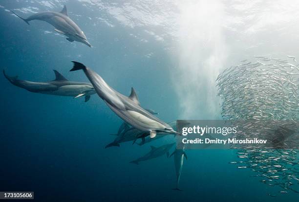 dolphins' attack - bait ball stock pictures, royalty-free photos & images