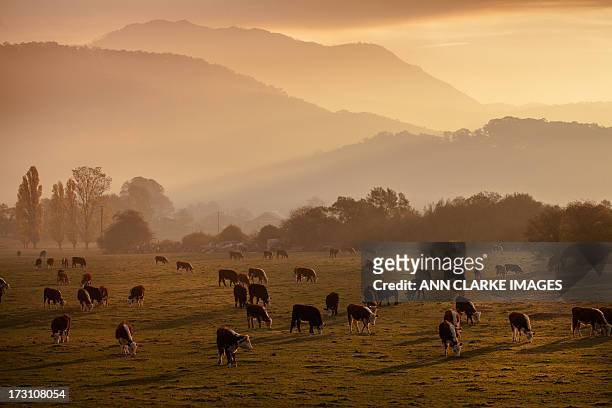 dusk over the mountains - grazing stock pictures, royalty-free photos & images
