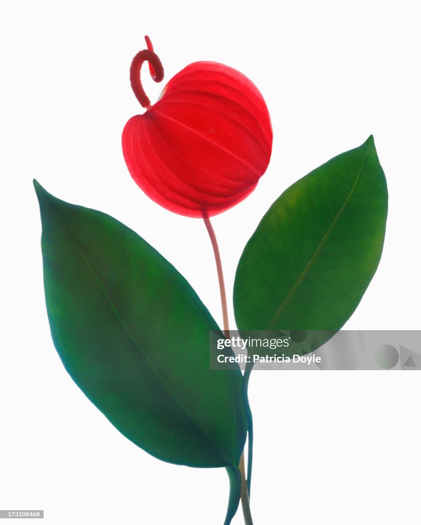 Dancing anthurium flower