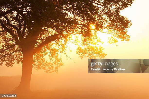 oak tree - einzelner baum stock-fotos und bilder