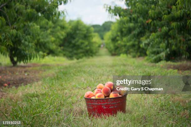 bucket of fresh picked georgia peaches - peach orchards stock pictures, royalty-free photos & images