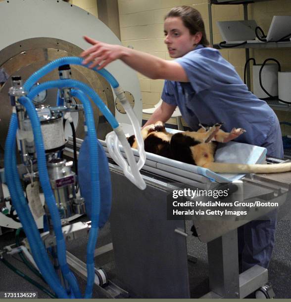 Paul, an 11 year old tree kangaroo from Roger Williams Park Zoo, undergoes a brain MRI at Angell Memorial Hospital. Veterinarians are hoping to...