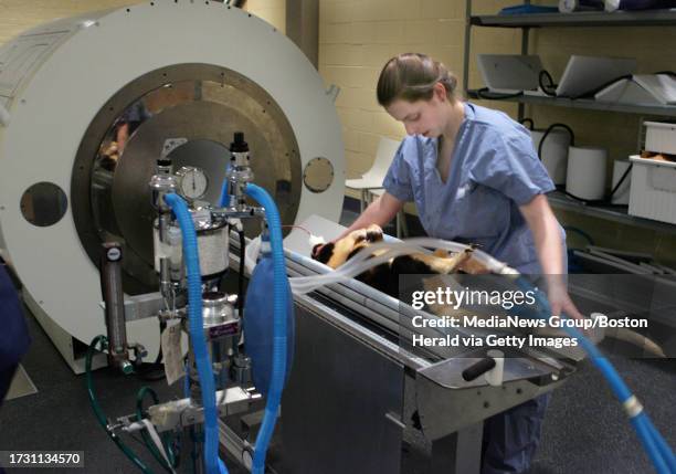 Paul, an 11 year old tree kangaroo from Roger Williams Park Zoo, undergoes a brain MRI at Angell Memorial Hospital. Veterinarians are hoping to...