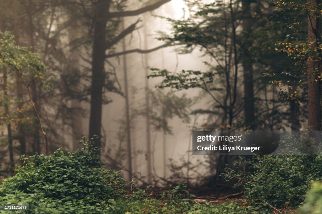 Foggy morning in the forest.