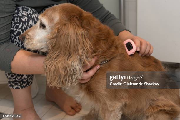 grooming dogs at home on the bathroom floor. care. wool. animal care. - shedding stock pictures, royalty-free photos & images