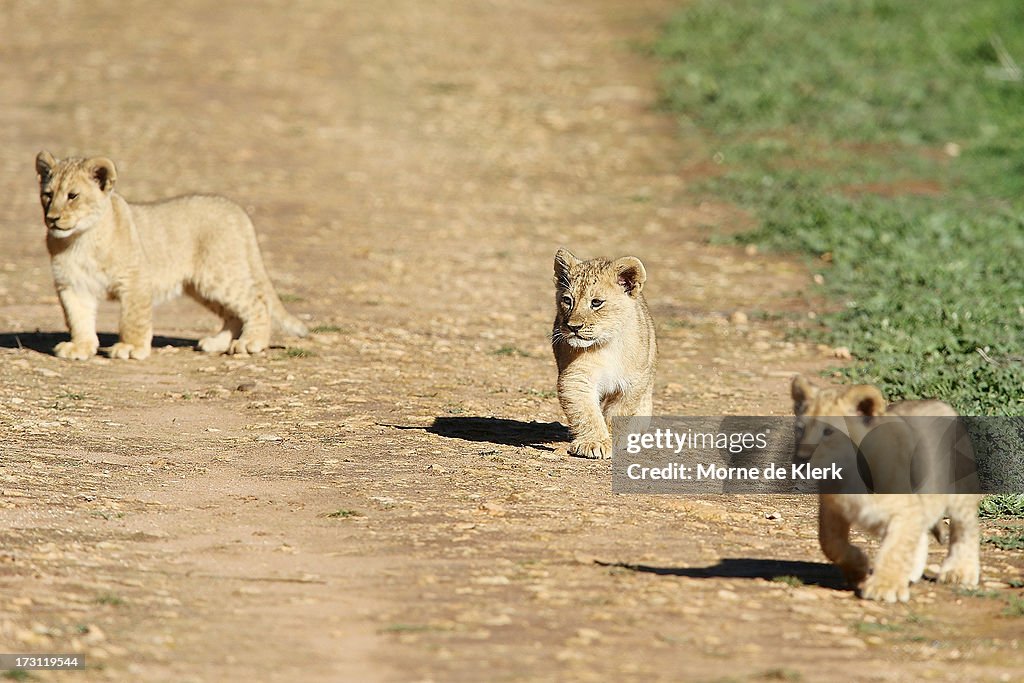 Lion Cubs Debut At Monarto Zoo