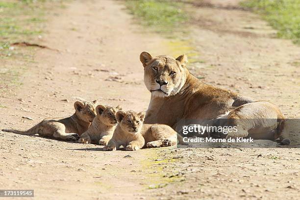 Mother Tiombe lies with her three cubs at Monarto Zoo on July 8, 2013 in Adelaide, Australia. The three Lion cubs, born April 24, 2013 made their...