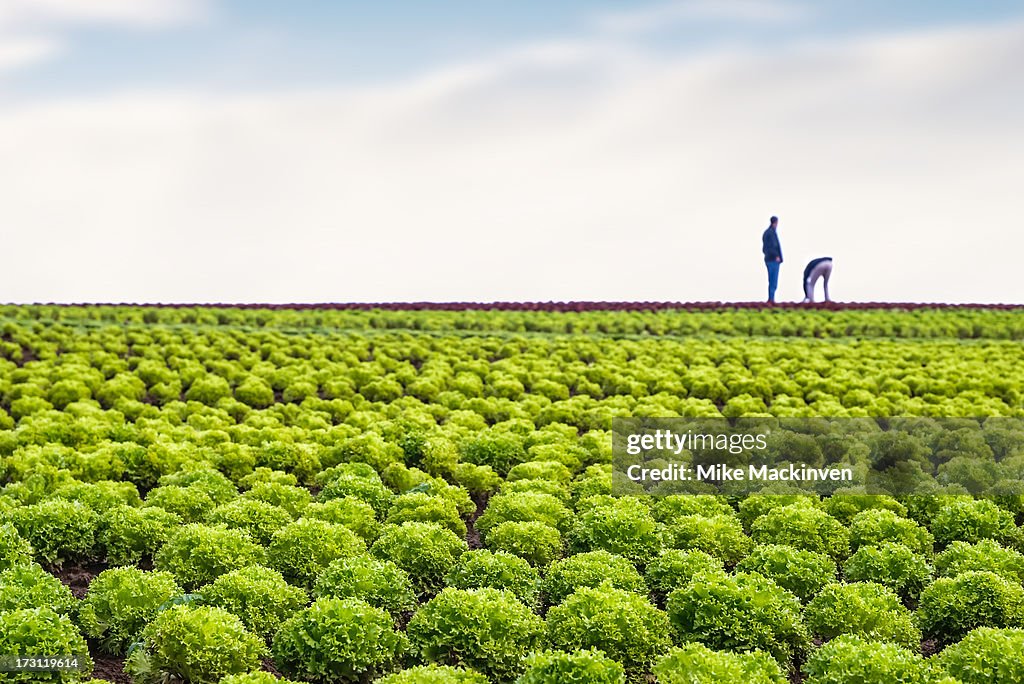 Field of lettuce