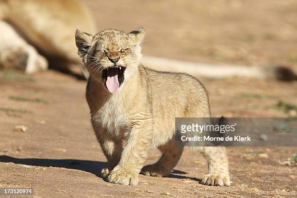Lion cubs explores its enclosure at Monarto Zoo on July 8, 2013 in Adelaide, Australia. Three Lion cubs, born April 24, 2013 made their public debut...