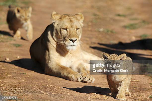 Lion cubs explore their enclosure at Monarto Zoo on July 8, 2013 in Adelaide, Australia. Three Lion cubs, born April 24, 2013 made their public debut...