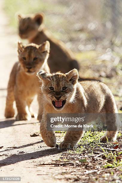 Three lion cubs explore their enclosure at Monarto Zoo on July 8, 2013 in Adelaide, Australia. The three Lion cubs, born April 24, 2013 made their...