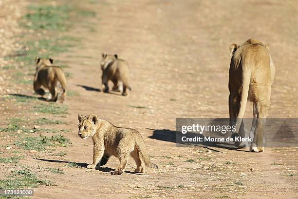 Lion cubs explore their enclosure with their mother Tiombe at Monarto Zoo on July 8, 2013 in Adelaide, Australia. Three Lion cubs, born April 24,...