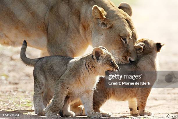 Lion cubs explore their enclosure at Monarto Zoo under the watchful eye of a female lion on July 8, 2013 in Adelaide, Australia. Three Lion cubs,...