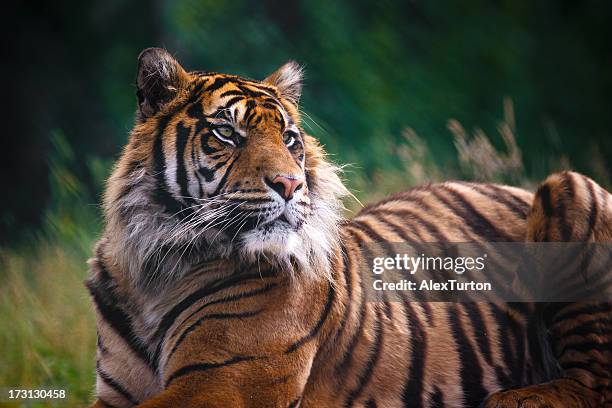 regal - panthera tigris tigris stock pictures, royalty-free photos & images