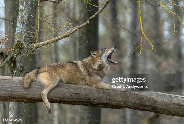 calling canadian timberwolf - animal call stock pictures, royalty-free photos & images