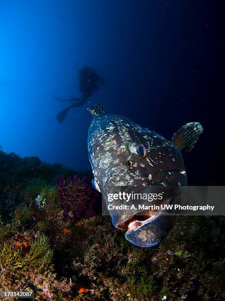 epinephelus marginatus and diver - tandbaars stockfoto's en -beelden