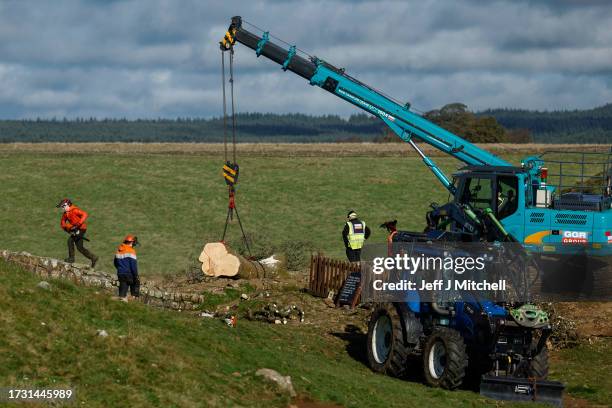 Workers remove the tree felled at Sycamore Gap on October 12, 2023 in Hexham, England. The trunk of the tree at Sycamore Gap that was felled in an...