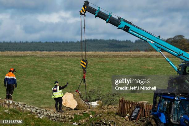 Workers remove the tree felled at Sycamore Gap on October 12, 2023 in Hexham, England. The trunk of the tree at Sycamore Gap that was felled in an...