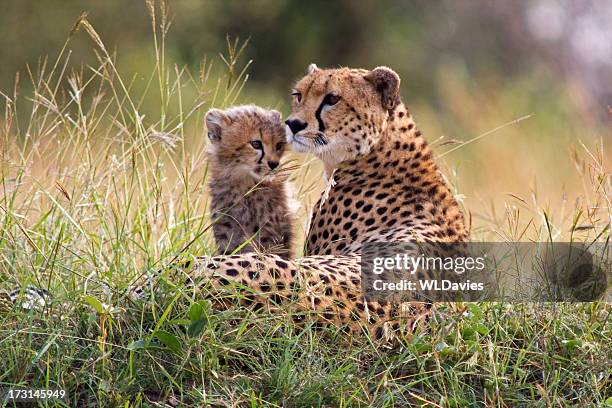 cheetah and cub - cheetah stock pictures, royalty-free photos & images