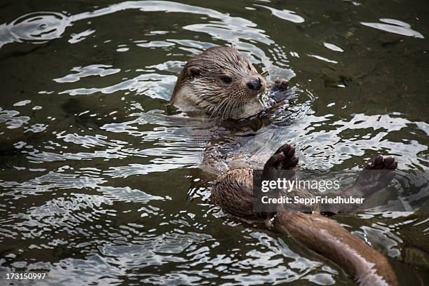 nutria de río europeos de natación en un arroyo - river otter fotografías e imágenes de stock