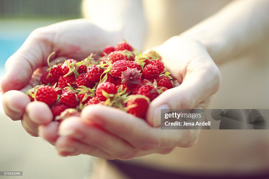 Handful of Summer Produce Organic Strawberries