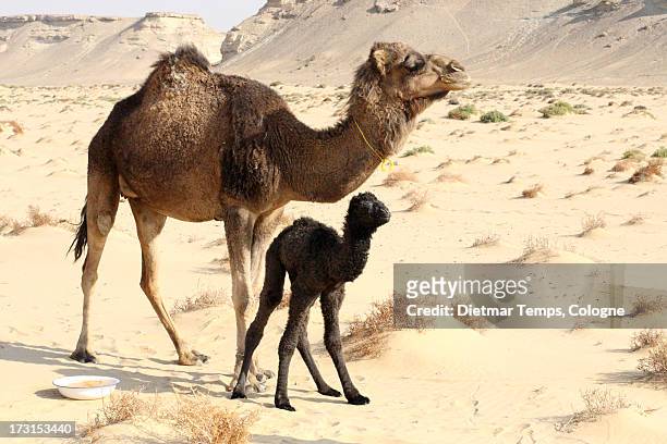 a dromedary white desert, egypt - dietmar temps stock-fotos und bilder
