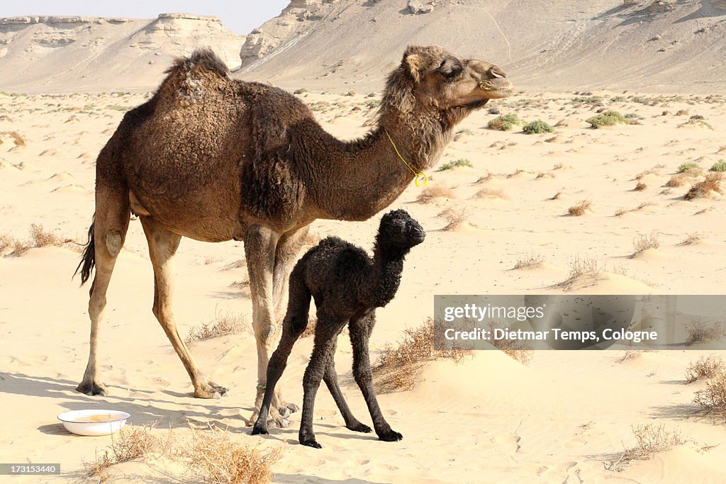 A dromedary White Desert, Egypt