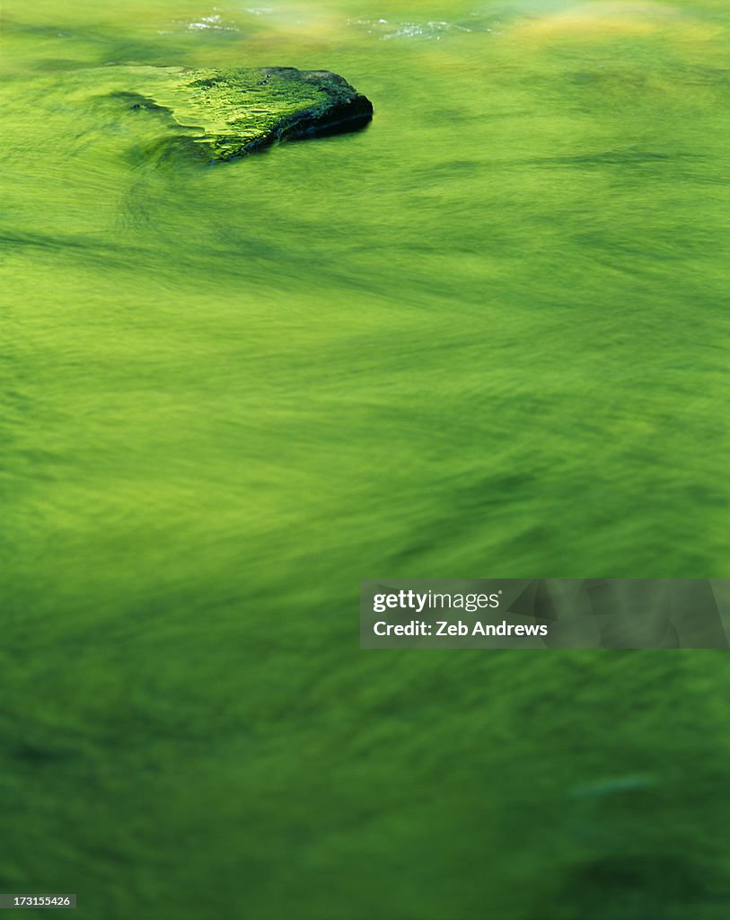 Green reflections on a river