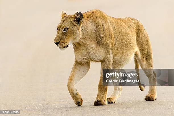 lioness on road - south africa - lion hunting stock pictures, royalty-free photos & images