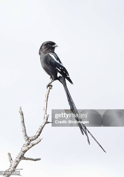 magpie shrike -south africa - magpie shrike stock pictures, royalty-free photos & images
