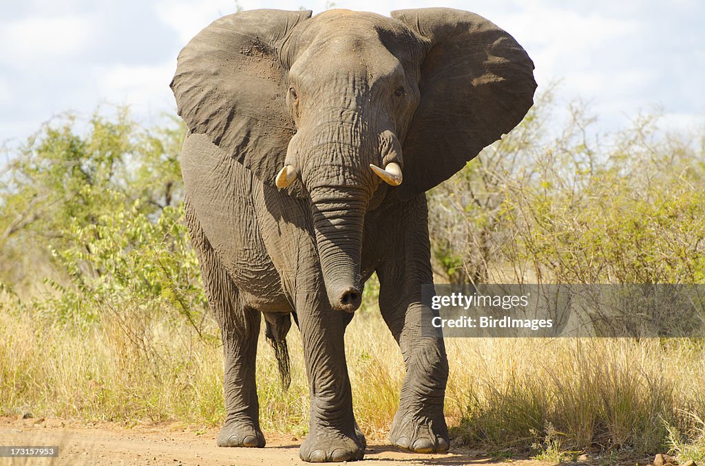 Elephant Walking - South Africa