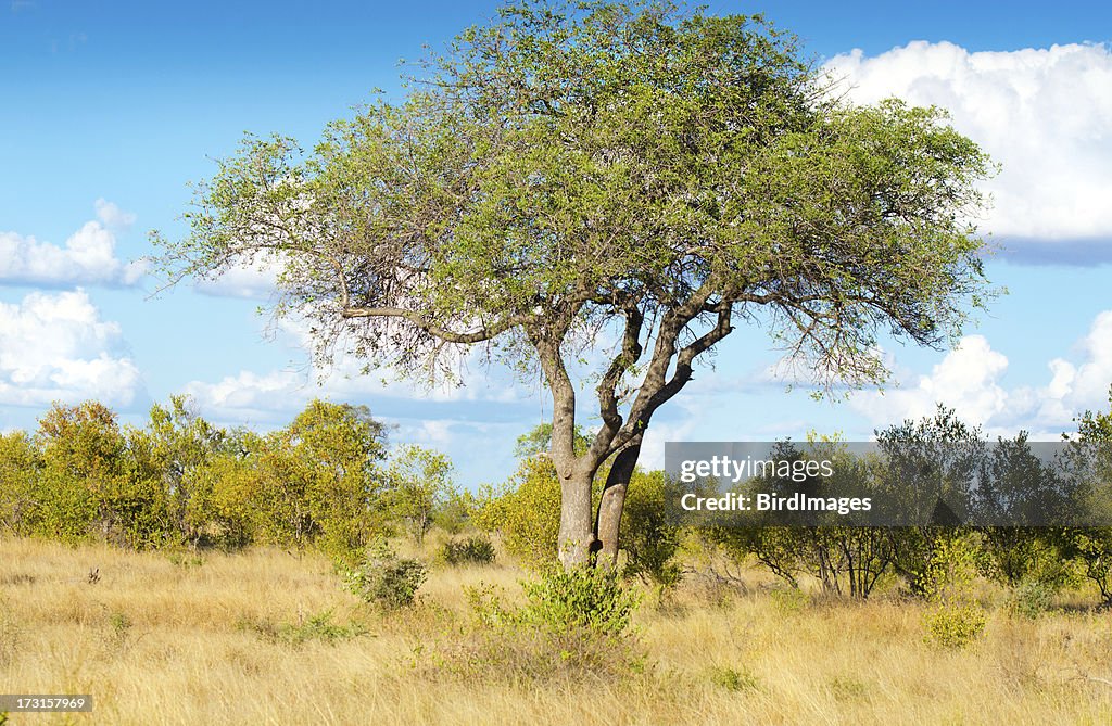 False Marula Tree Marula Tree South Africa High-Res Stock Photo - Getty Images