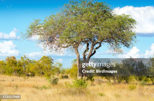 Marunda Tree Marula Tree South Africa High-Res Stock Photo - Getty Images