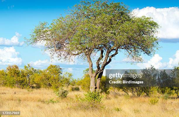 Marula Treee 68 Marula Tree Stock Photos, High-Res Pictures, and Images - Getty Images