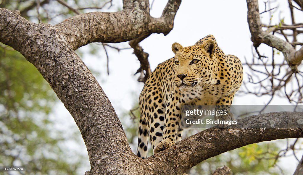 Leopard in a Tree - South Africa