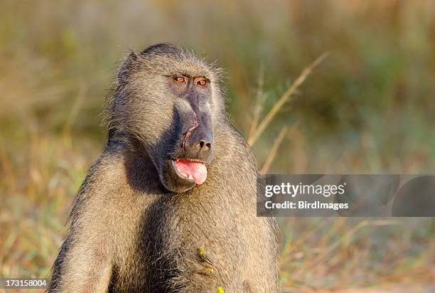 chacma baboon - south africa - chacma baboon 個照片及圖片檔