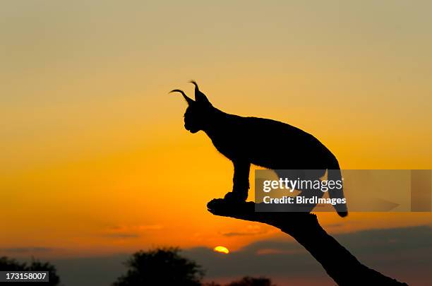 caracal coucher de soleil silhouette de l'afrique du sud - caracal photos et images de collection