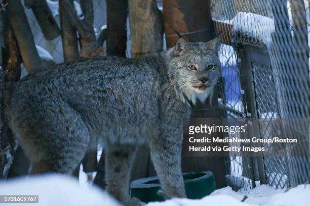 Canadian Lynx at the Stone Zoo in Stoneham on Thursday, December 28, 2017. Staff photo by Nicolaus Czarnecki A Canadian Lynx at the Stone Zoo in...