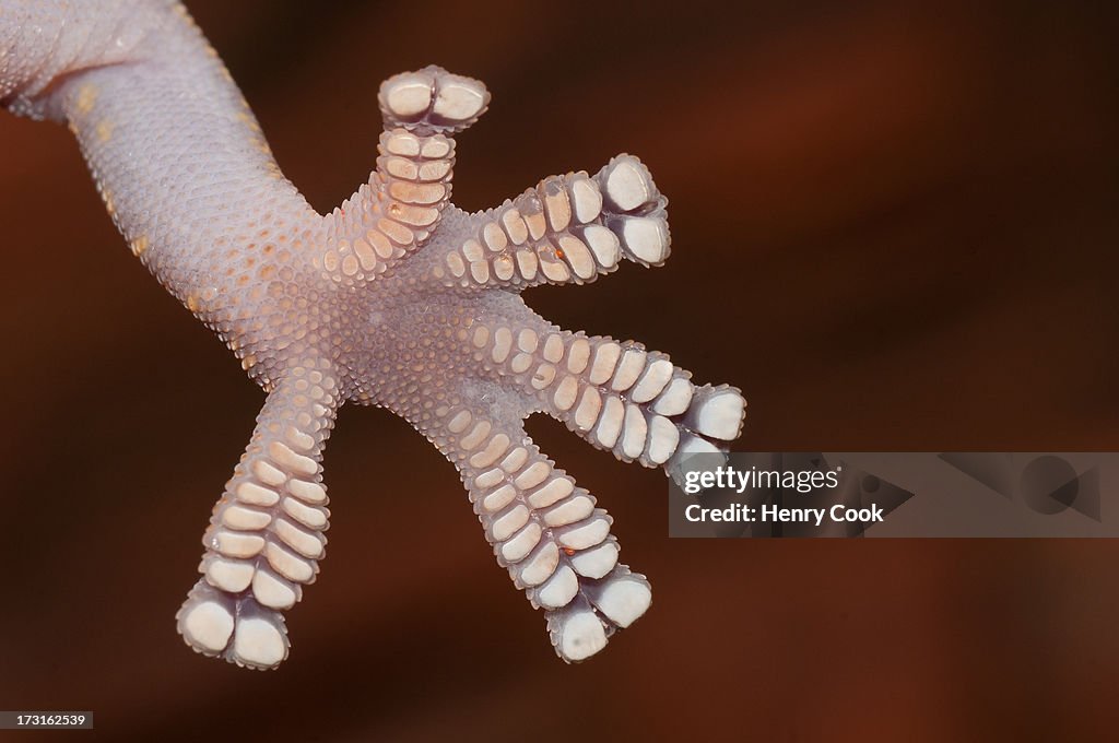 Foot detail, velvet gecko