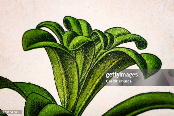 antique botany illustration: spurge laurel, daphne laureola - bay leaf white background stock illustrations