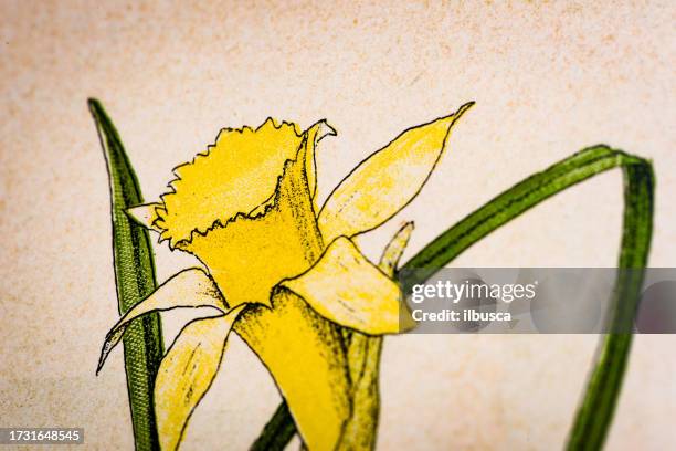 stockillustraties, clipart, cartoons en iconen met antique botany illustration: daffodil, lent lily, narcissus pseudo-narcissus - lent