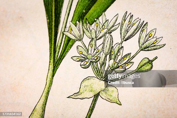 antique botany illustration: ramsons, broad leaved garlic, allium ursinum - wild garlic stock illustrations
