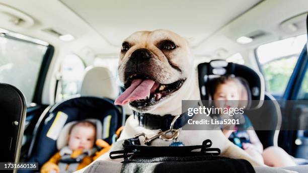 cute children in a car seats in the family car with funny pet dog - passenger seat stock pictures, royalty-free photos & images