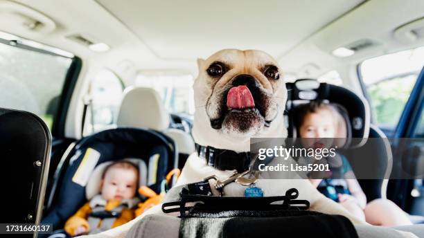 niedliche kinder in einem autositz im familienauto mit lustigem hund - baby bulldogs stock-fotos und bilder