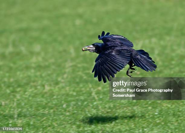 rook. (corvus frugilegus) - rook stock pictures, royalty-free photos & images