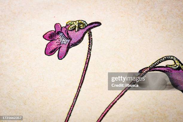 antique botany illustration: butterwort, pinguicula vulgaris - pinguicula vulgaris stock illustrations
