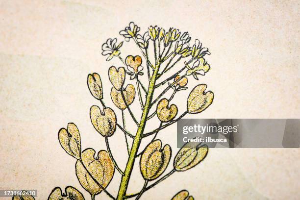 antique botany illustration: penny cress, thlaspi arvense - thlaspi arvense stock illustrations